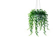 Hanging Plant on transparent background,