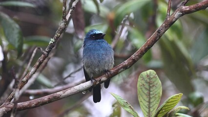 Sticker - 4K Nature wildlife footage of Indigo Flycatcher (Eumyias indigo) in Sabah, Borneo