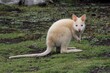The white-furred marsupial mouse stood frozen, its fur immaculate against the backdrop of its surroundings. The contrast of its snow-white fur against the environment highlighted the creature's.