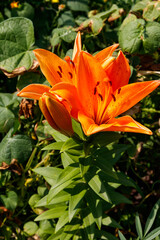 Canvas Print - Oriental lily in flower bed in the garden