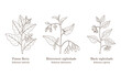 Collection ofmedicinal plants. Hand drawn botanical vector illustration