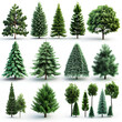 © CHAIYAPHON - a collection of pine tree on white background