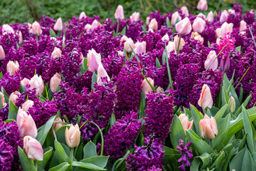 Canvas Print - pink tulips and purple hyacinths blooming in a garden