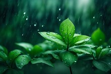 Plant With Green Leaves In Rain