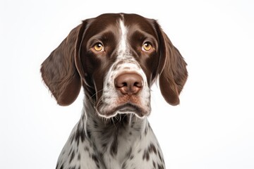 kurtzhaar on a white background. portrait of a pet, a breed of hunting dogs.