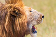 Portrait of a male lion in the savanna with a mane