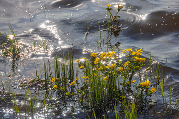 Canvas Print - Flowering Marsh marigold growing in the water