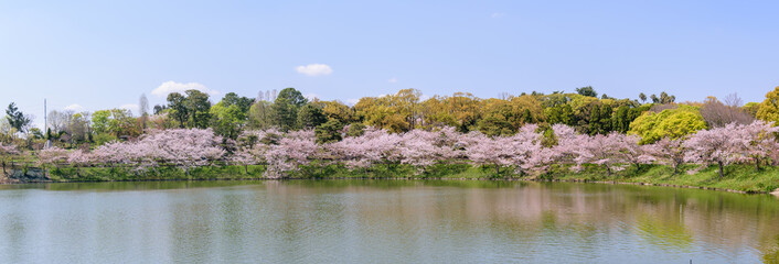 Wall Mural - 桜満開の鶴見緑地公園