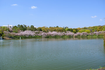 Wall Mural - 桜満開の鶴見緑地公園