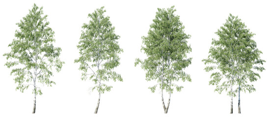 Wall Mural - Tree Birch big betula on transparent background.3d rendering PNG
