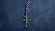 A top view of a single sprig of lavender placed off-center on a matte, navy blue backdrop.