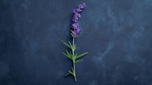 A Top View Of A Single Sprig Of Lavender Placed Off-center On A Matte, Navy Blue Backdrop.