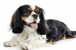 King Charles spaniel, an adult dog on a white background. a purebred thoroughbred pet. breed.