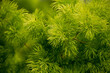 Ming Fern's fresh green coniferous