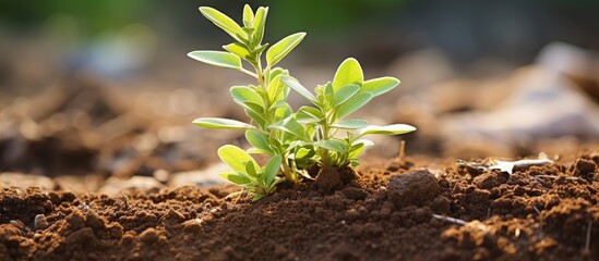 Wall Mural - Vibrant Life: A Tender Small Plant Growing Amidst Rich Soil and Gentle Sunlight