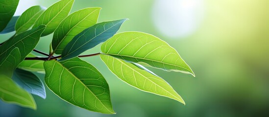 Poster - Vibrant Close-Up of Exquisite Leaf Detail Hanging on Tree Branch