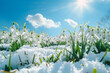 Snowy meadow of snowdrops on a sunny day. End of winter, meeting spring.