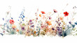 horizontal minimalist wildflower watercolor on white background