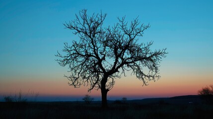 Wall Mural - Silhouette of a tree at dusk, serene and stark.