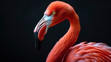A Flamingo Is Standing On A Black Background