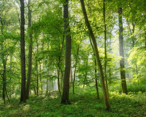 Wall Mural - Natural Sunny Forest of Beech and Oak Trees with some Morning Mist in Summer