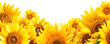 Vibrant sunflower border isolated on transparent background, bright yellow petals, copy space.