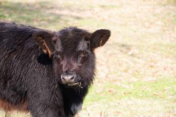 Wall Mural - Black angus calf with winter fluffy coat in Oklahoma