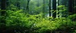 Enchanted Forest: Lush Greenery and Profusion of Trees with Delicate Ferns