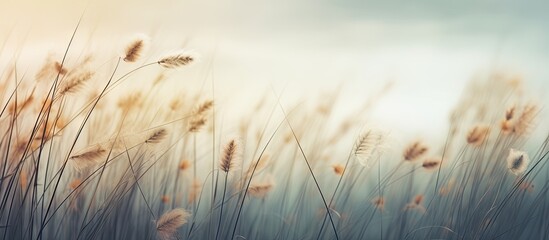 Canvas Print - Serene Landscape: Sunlight Filtering Through Lush Tall Grass Meadow in Nature's Embrace