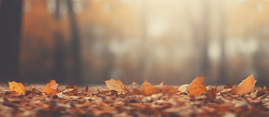 Wall Mural - Vibrant Fall Foliage Blanketing the Forest Floor in a Colourful Autumn Scene
