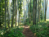 Fototapeta Las - Footpath through Natural Forest of Beech Trees with Sunbeams through Morning Fog