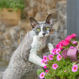 Fototapeta Koty - Devon Rex bicolor cat playing with pink flowers outside in a garden, looking curiously with wonderful colored eyes