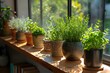 Fresh herbs in pots on the window.