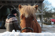 Hintergrundbild von einem Pferdehof für Islandpferde im Winter
