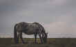 Ein Pferd auf einer Weide bei grauem Wetter