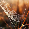 Close-up of a dew-covered spider web in the morning