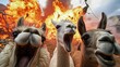 Group of llamas fighting with a fire