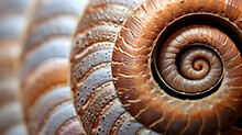 Extreme Close-up Of A Snail's Shell,