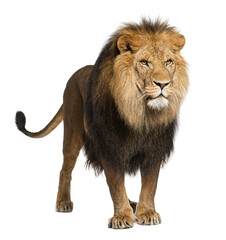 Wall Mural - lion, panthera leo, 8 years old, standing in front of white back