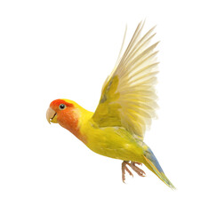 Poster - Rosy-faced Lovebird flying, Agapornis roseicollis, also known as