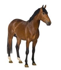 Wall Mural - crossbreed horse against white background