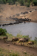 Slow pan of blue wildebeest crossing Mara