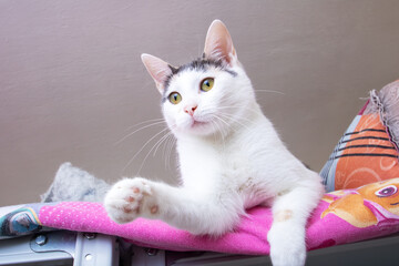 Wall Mural - Funny White Kitten at home, portrait closeup