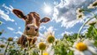 A curious brown cow stands amidst blooming daisies, looking at the camera against a bright sunny sky