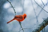 Fototapeta Panele - bird in snow