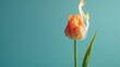 a single tulip in peach color burning on fire against a turquoise blue surface