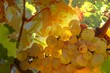 bright grapes backlit by the autumn evening sun