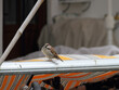 a small sparrow sits on an aluminum tube from the garden furniture