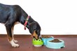 Nourishing Canine Wellness: Elevate Your Dog's Health with Wholesome, Nutrient-rich Dog Food Formulated for Optimal Vitality.