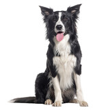 Fototapeta Zwierzęta - Young Black and white Panting Border collie sitting and looking at the camera, One year old, Isolated on white